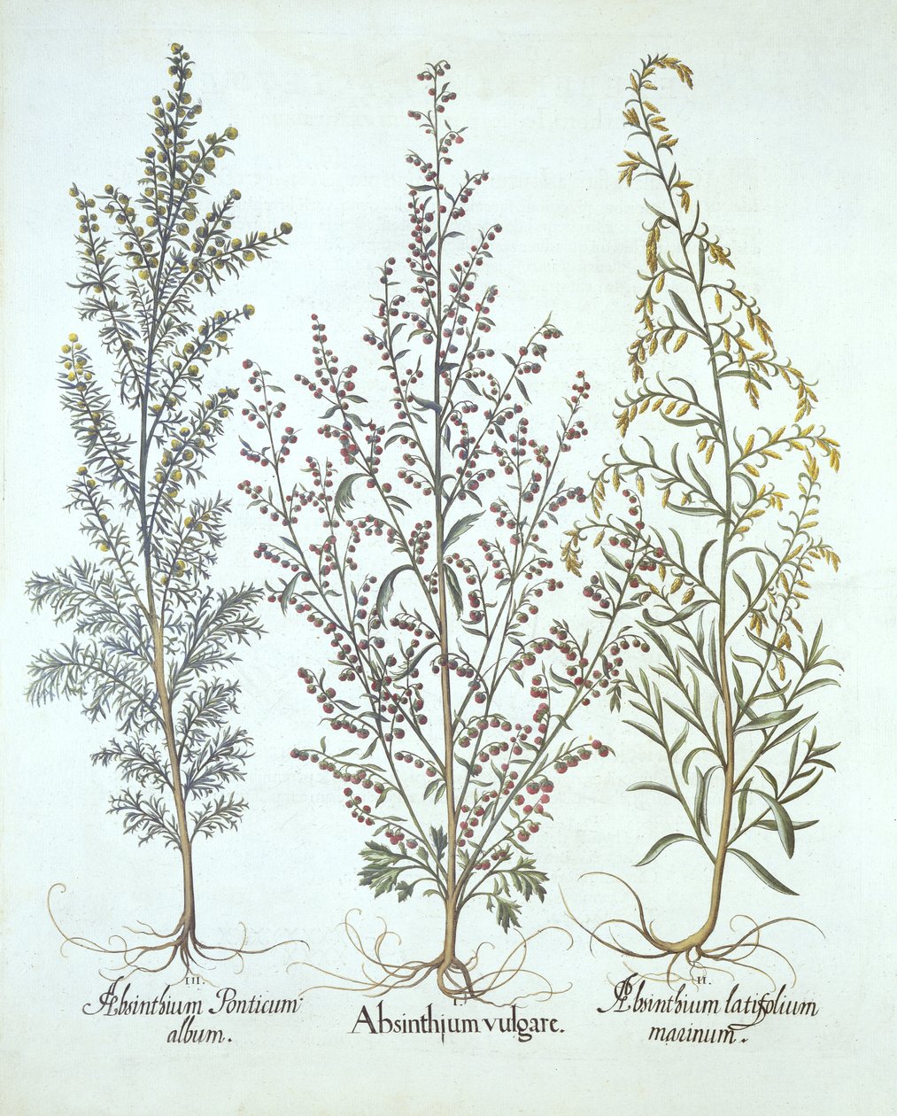 Variations of Wormwood, from Hortus Eystettensis by German School