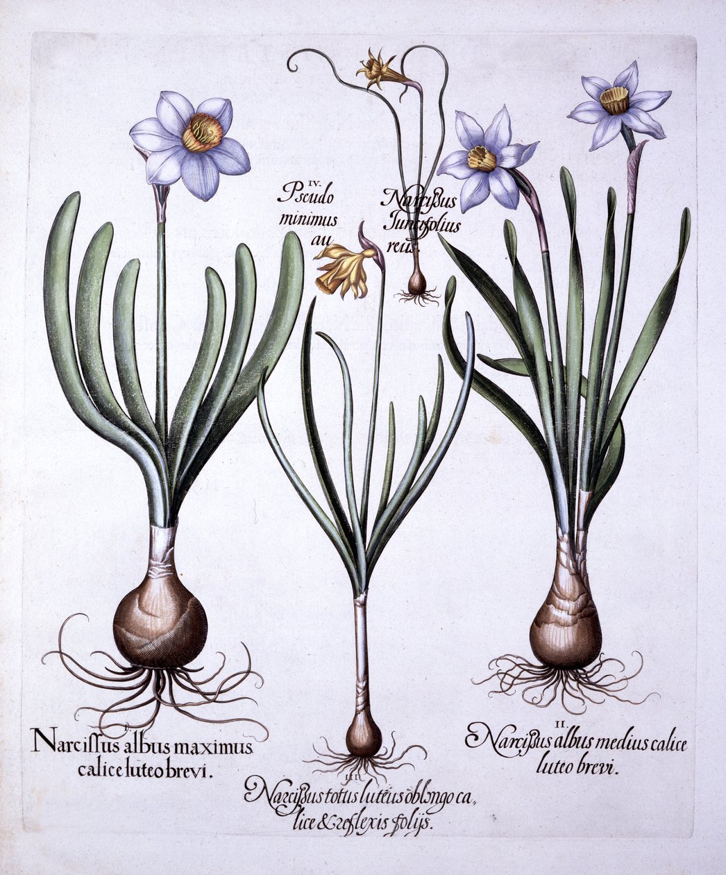 Various Narcissi, from Hortus Eystettensis by German School