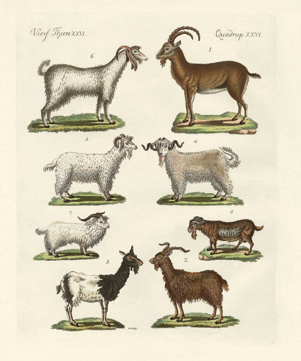 Various Kinds of Goats and Bucks by German School