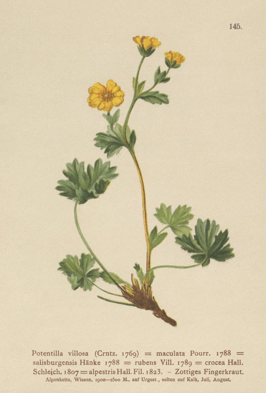 Villous Cinquefoil by German School