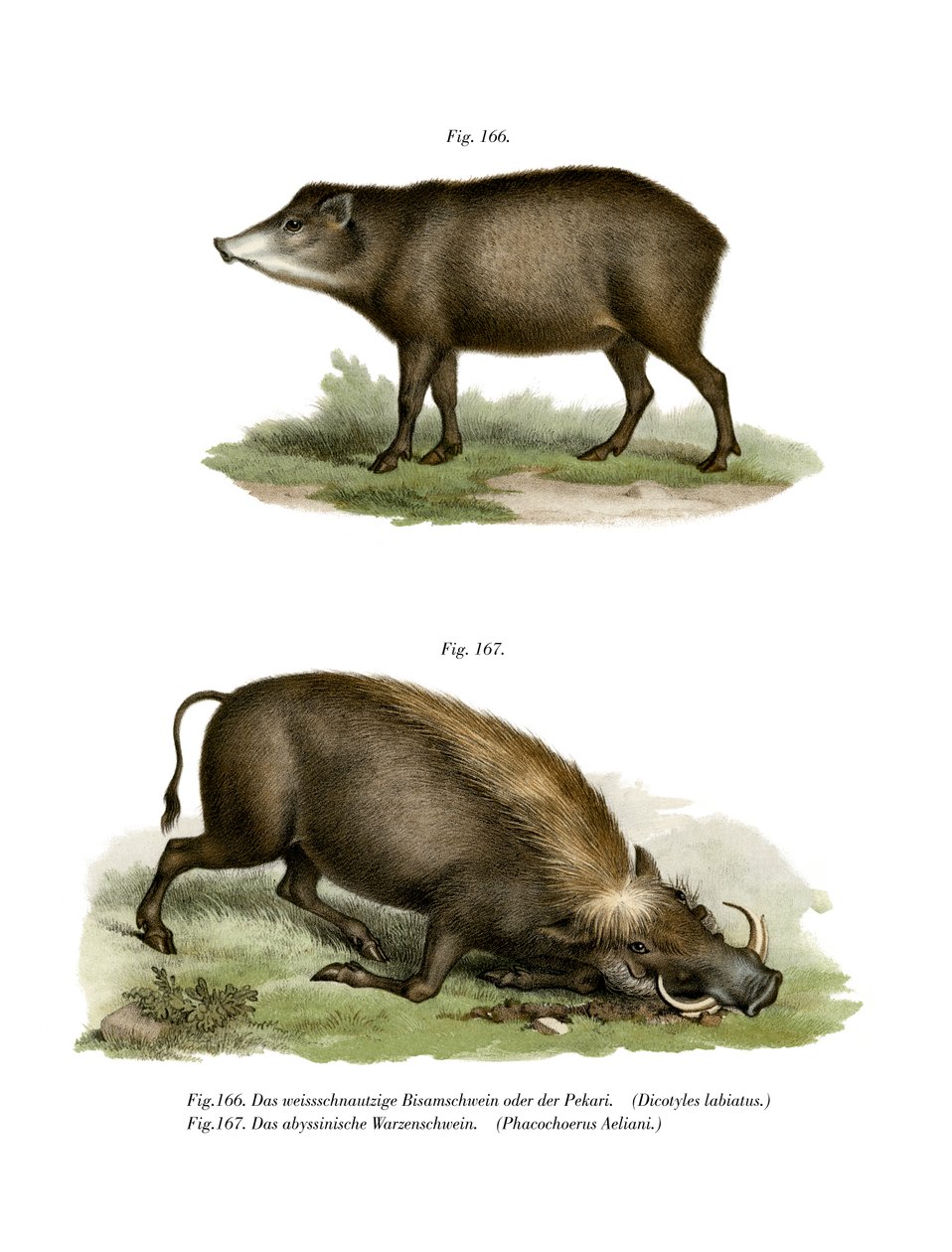Warthog by German School