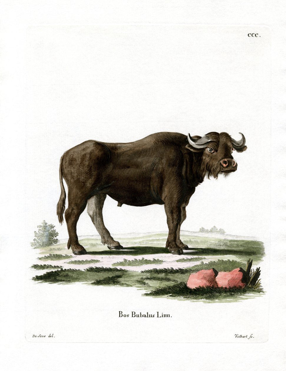 Water Buffalo by German School