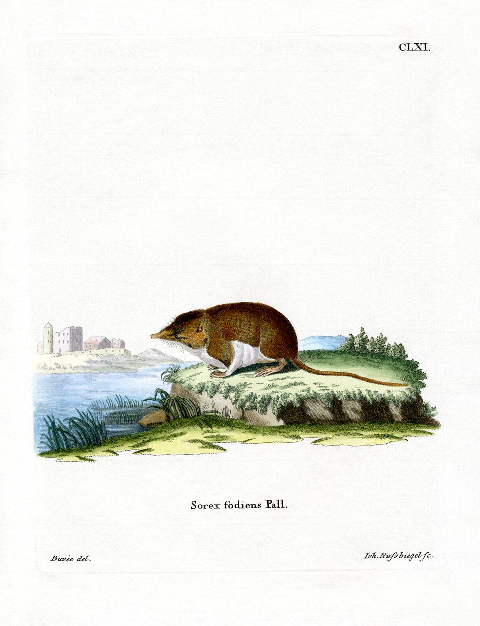 Water Shrew by German School