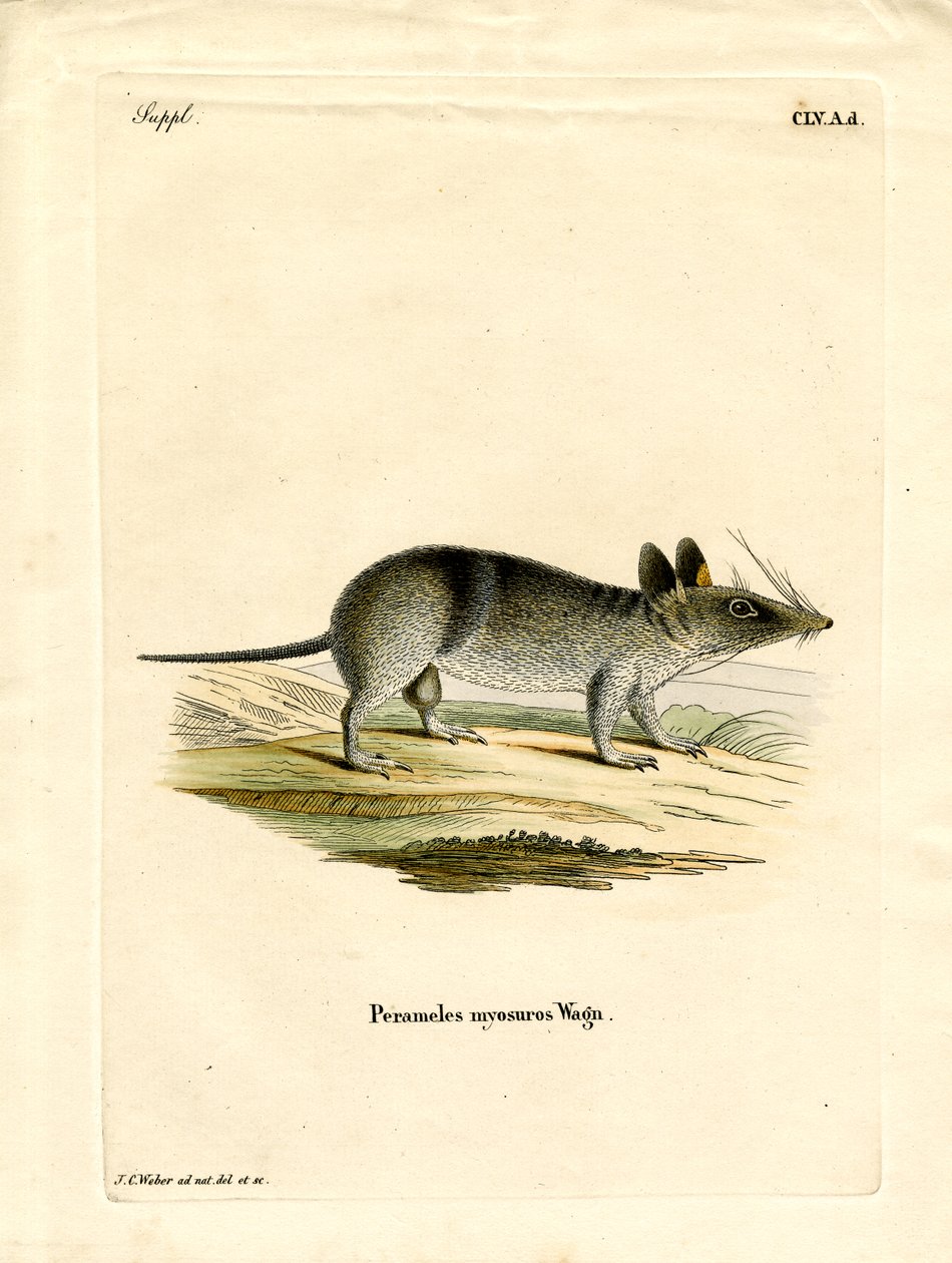 Western Barred Bandicoot by German School
