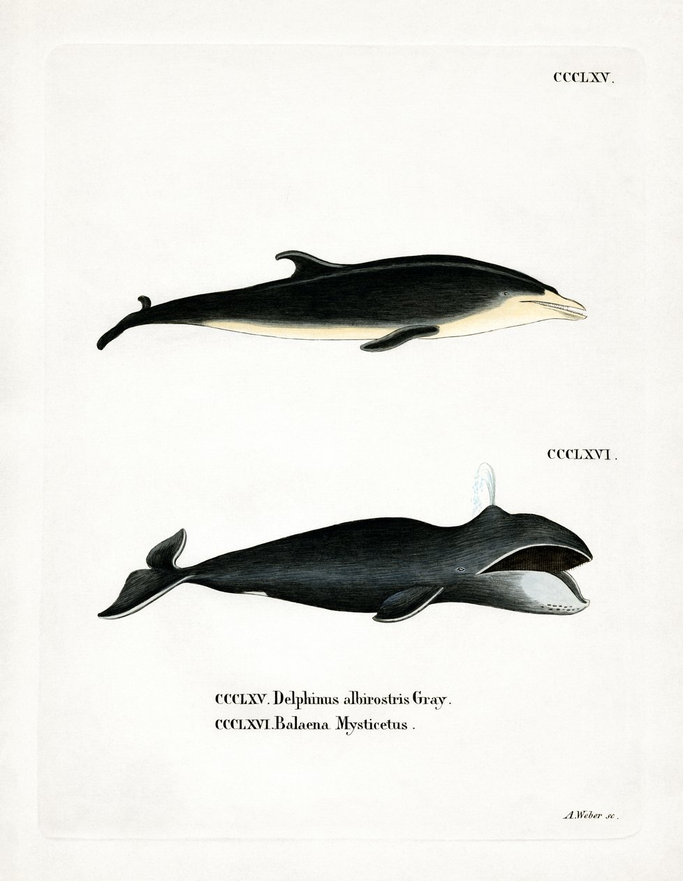 White-beaked Dolphin by German School