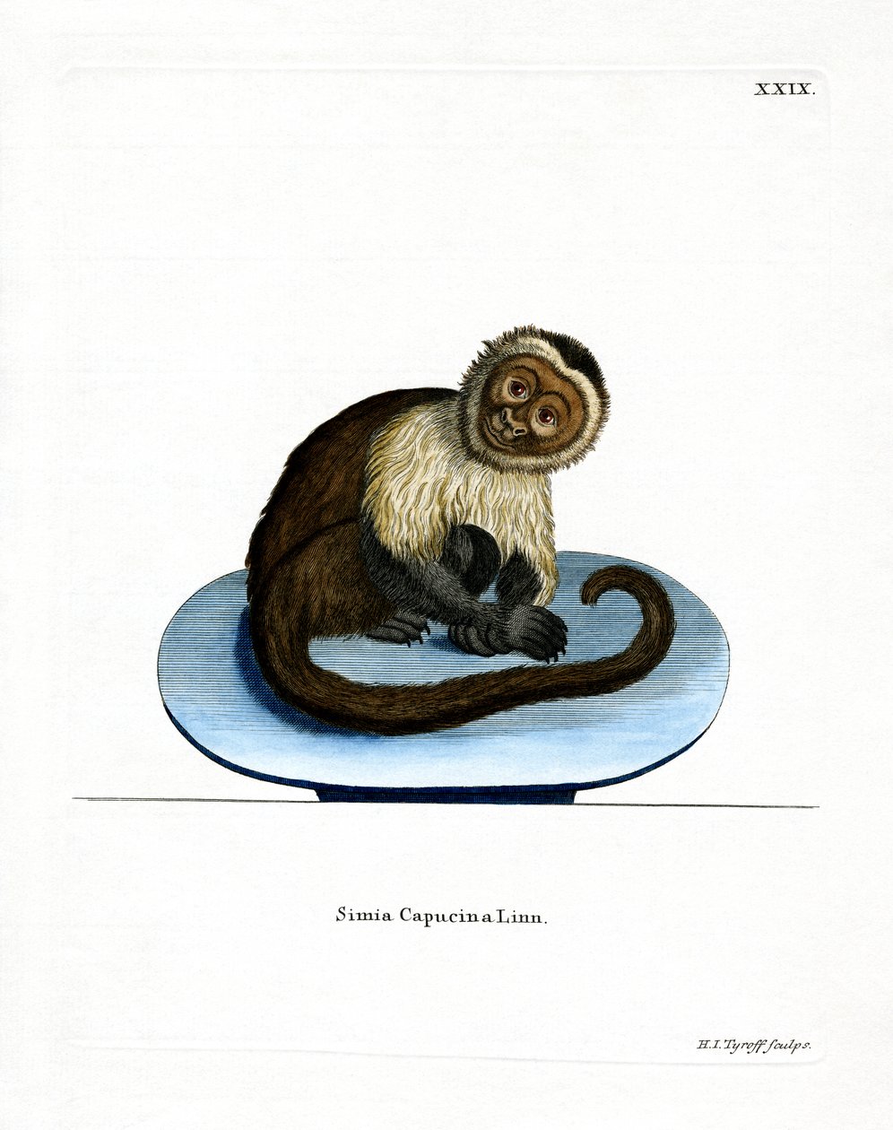 White-headed Capuchin by German School