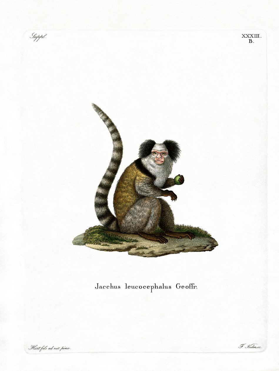 White-headed Marmoset by German School