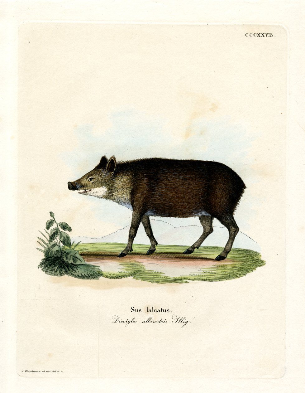 White-lipped Peccary by German School