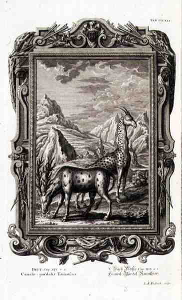 Wild Animals, from 