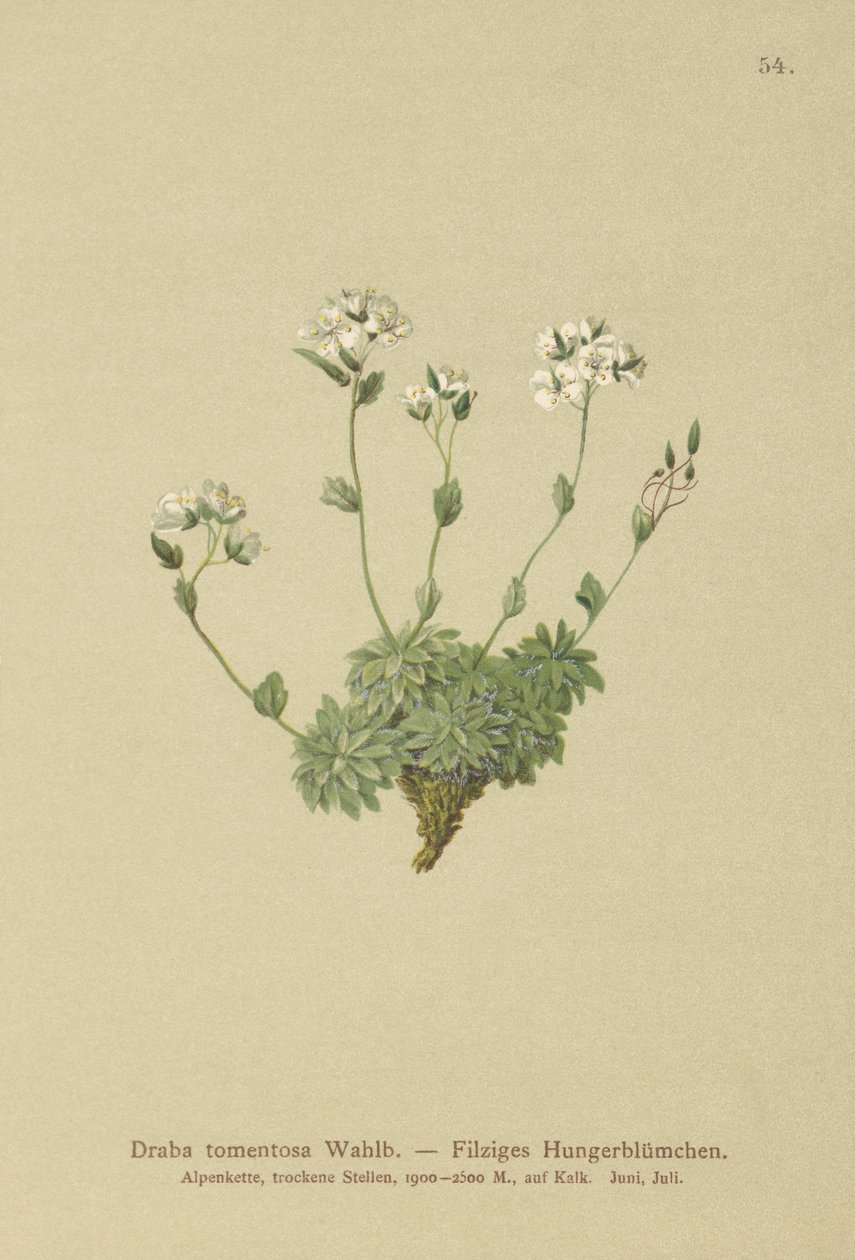 Woolly Whitlow-grass by German School: Buy fine art print