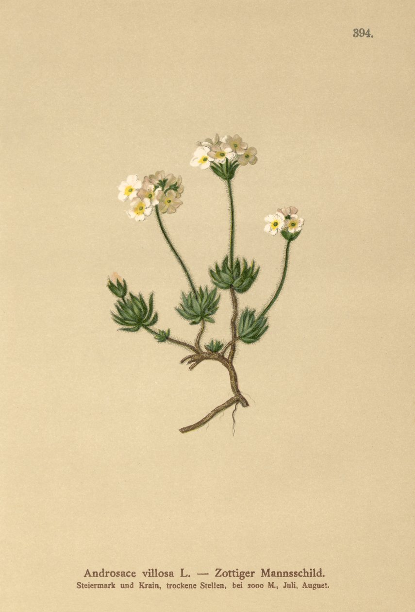 Woolly Rock Jasmine by German School