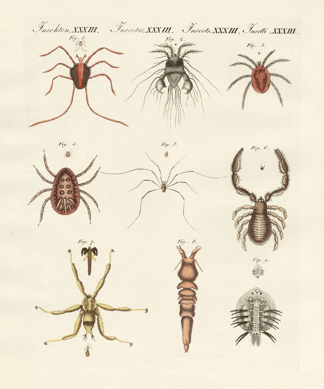 Wonderful insects by German School