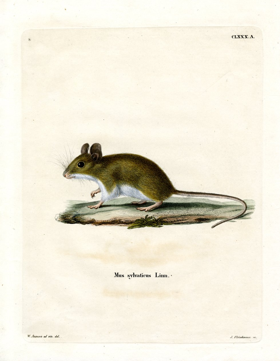 Wood Mouse (coloured engraving) by German School