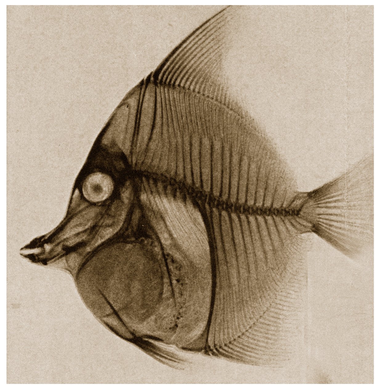X Ray of a Fish by German School