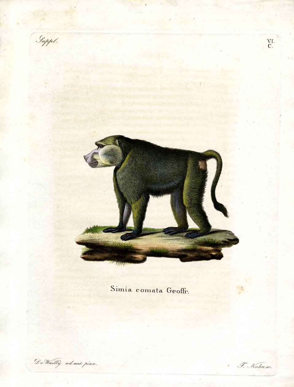 Yellow Baboon by German School