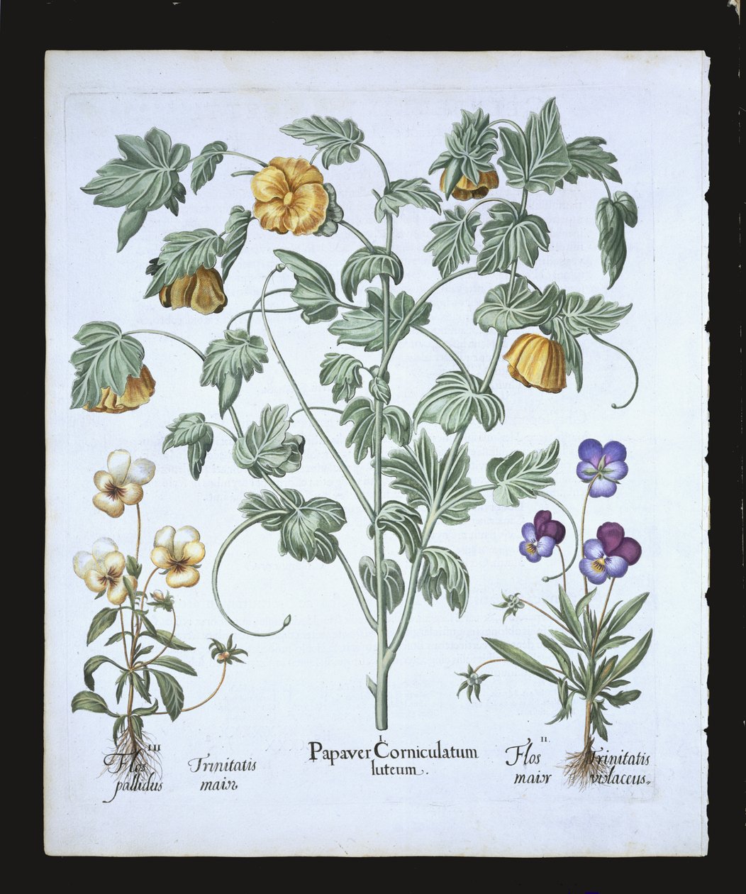 Yellow Horned Poppy, from the Hortus Eystettensis by Basil Besler, pub. 1613 by German School