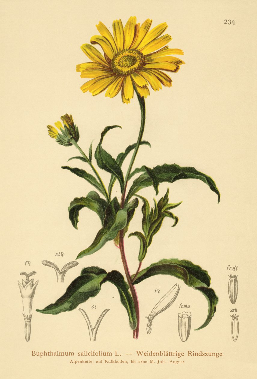 Yellow Ox-eye by German School