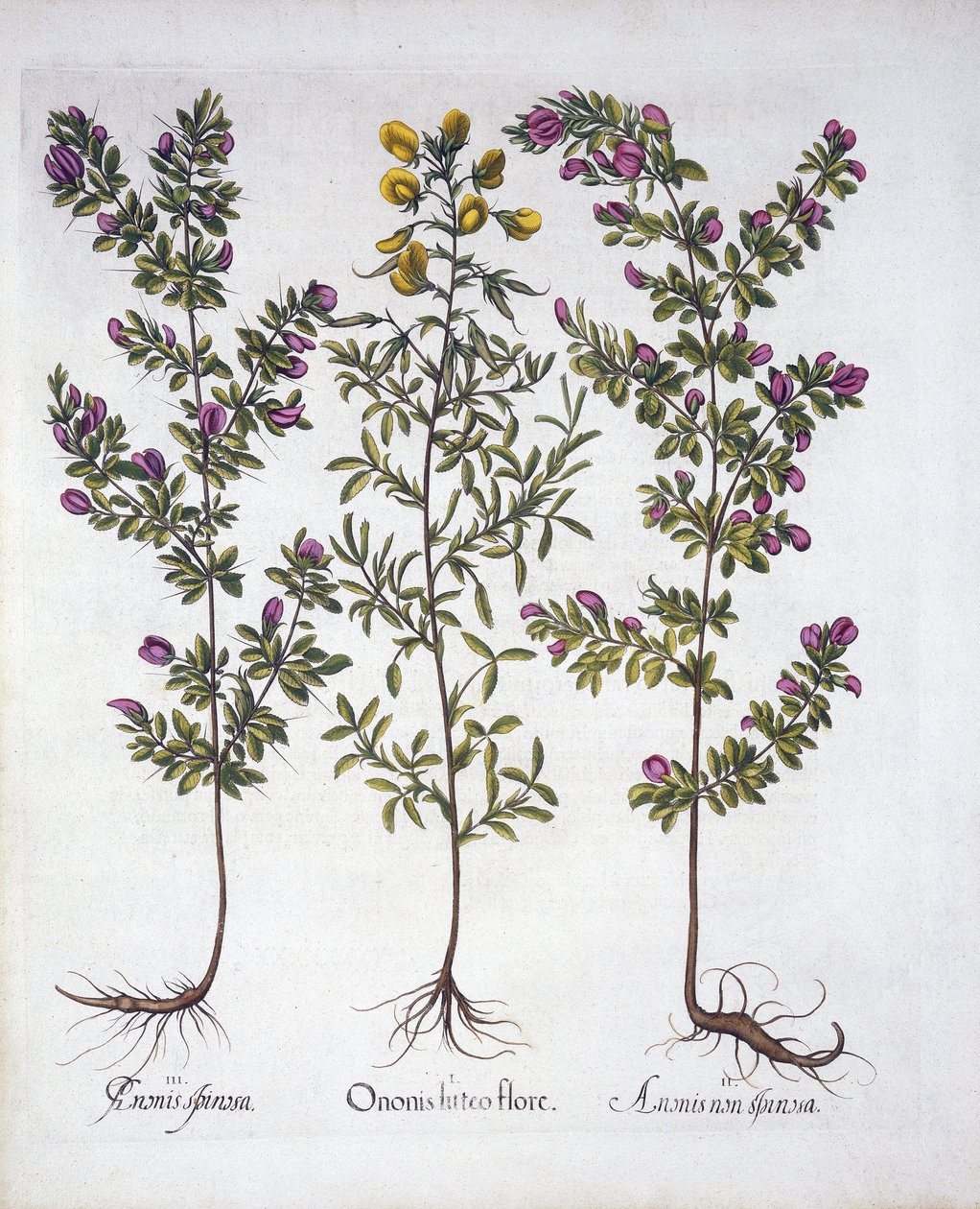 Yellow Rest-Harrow, Pink Rest-Harrow and Pink Thorny Rest-Harrow, from Hortus Eystettensis, by Basil Besler, pub. 1613 (hand-coloured engraving) by German School