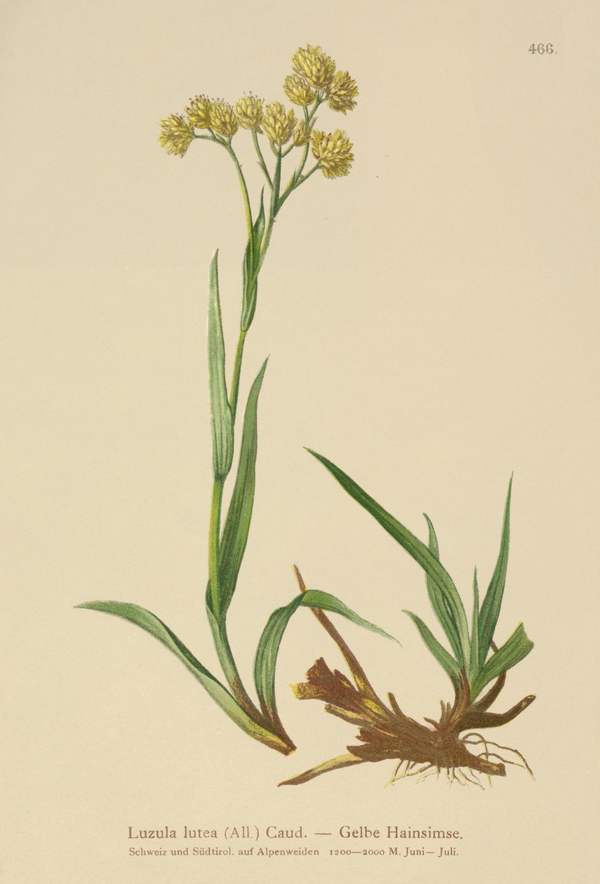 Yellow Wood-Rush by German School