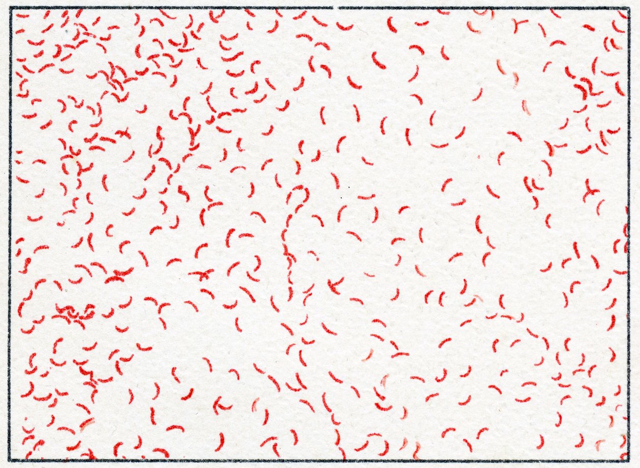 Bacterium Vibrio cholerae by German School