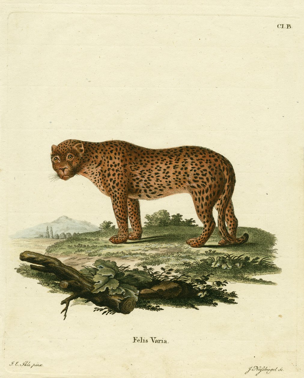 Panther by German School