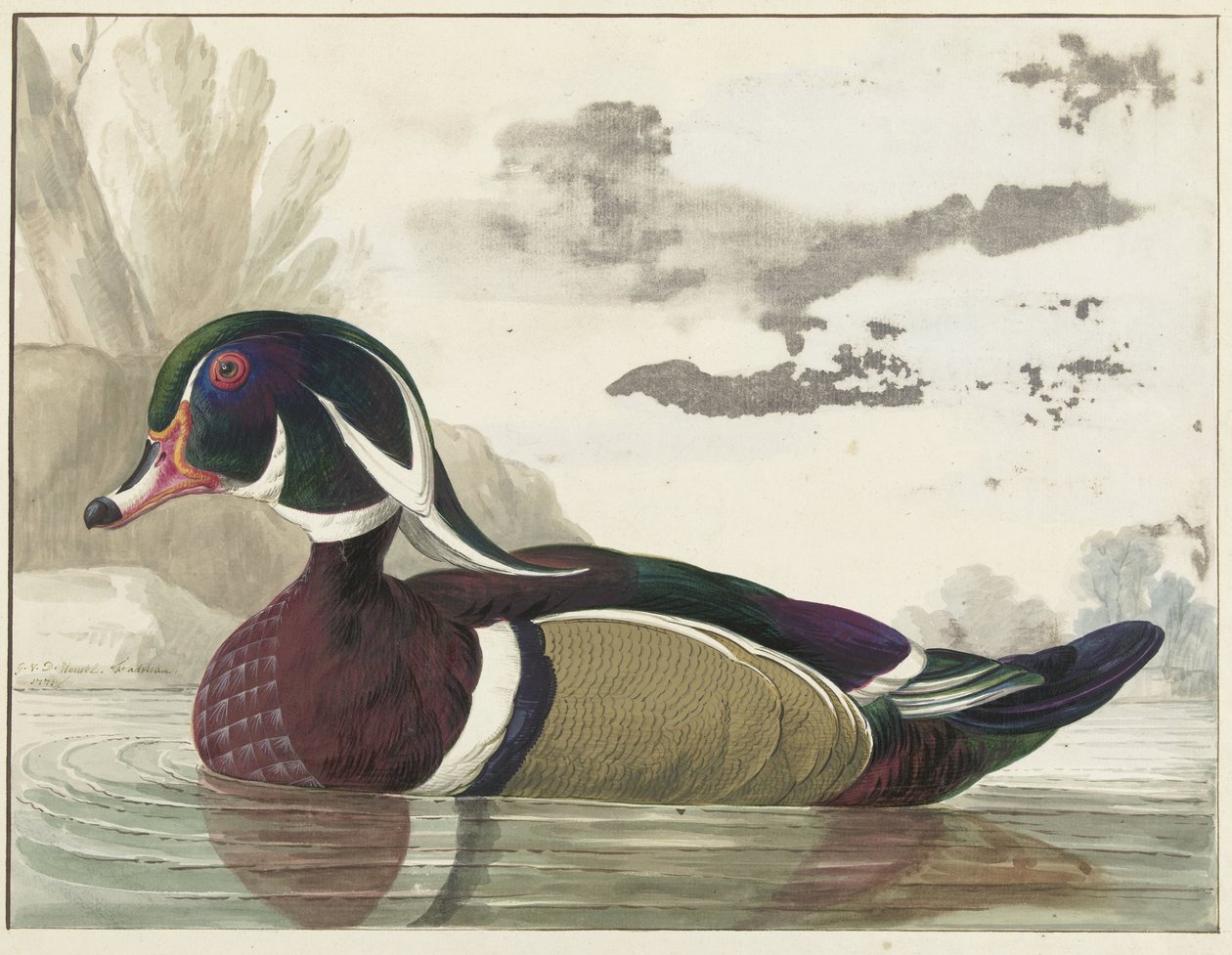 Carolina Duck by Gerrit van den Heuvel