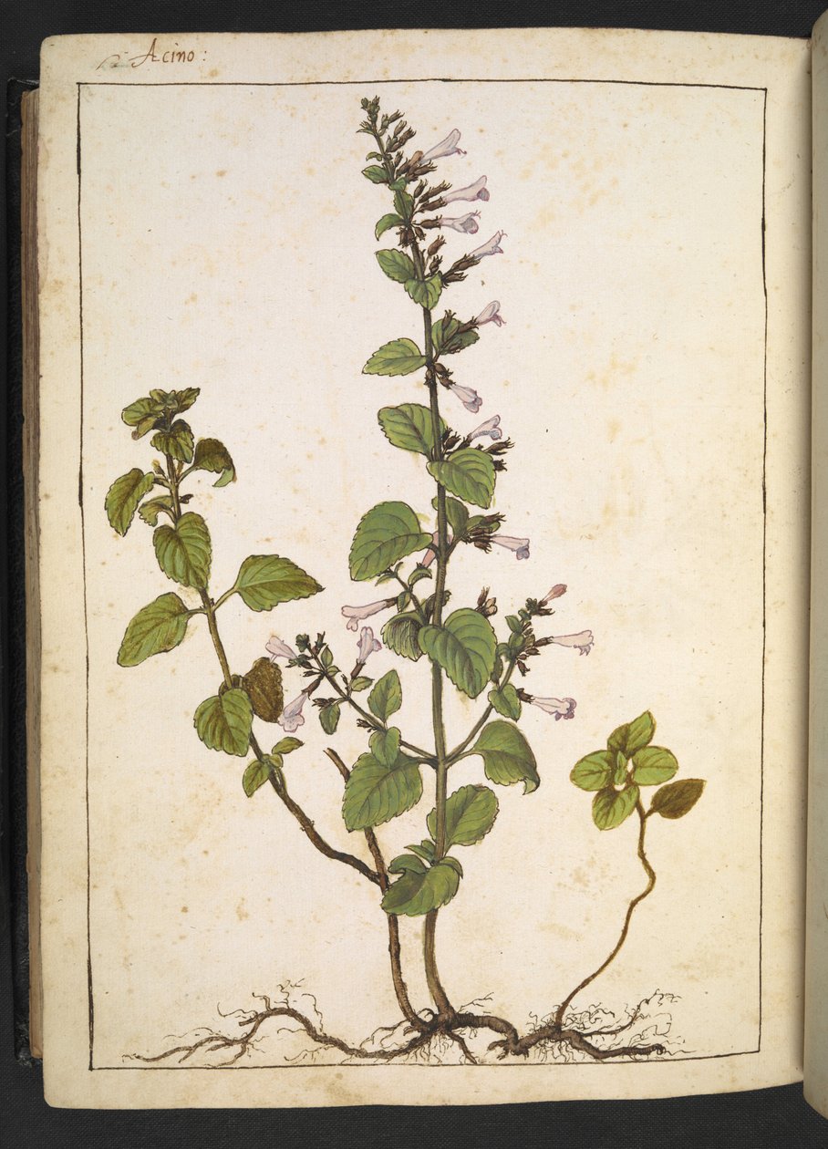 Acinos, Clinopodium, from 