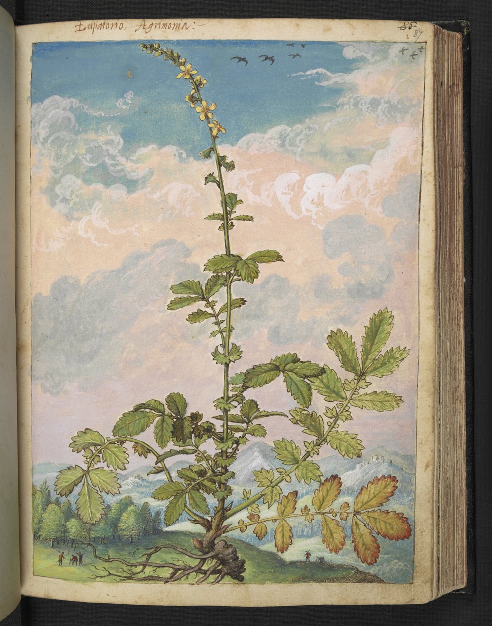 Agrimonia eupatoria, from Paintings of Flora of the Roman States by Gherardo Cibo by Gherardo Cibo