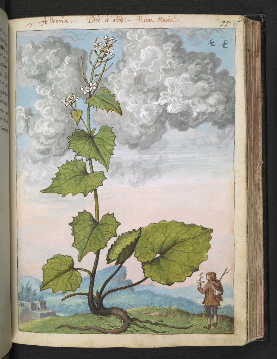 Alliaria petiolata: A tall plant with white petals, from 
