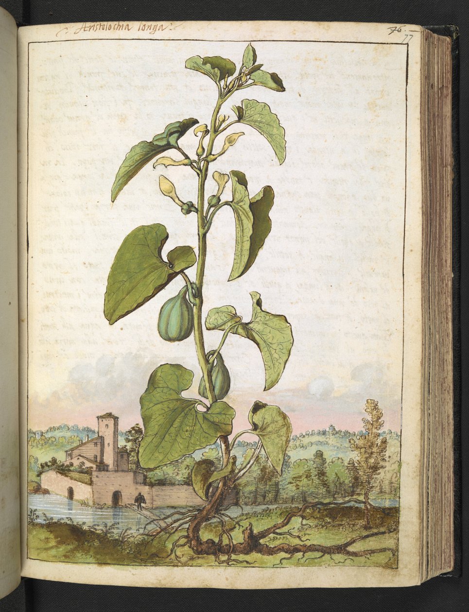 Aristolochia clematitis, from Paintings of Flora of the Roman States by Gherardo Cibo by Gherardo Cibo