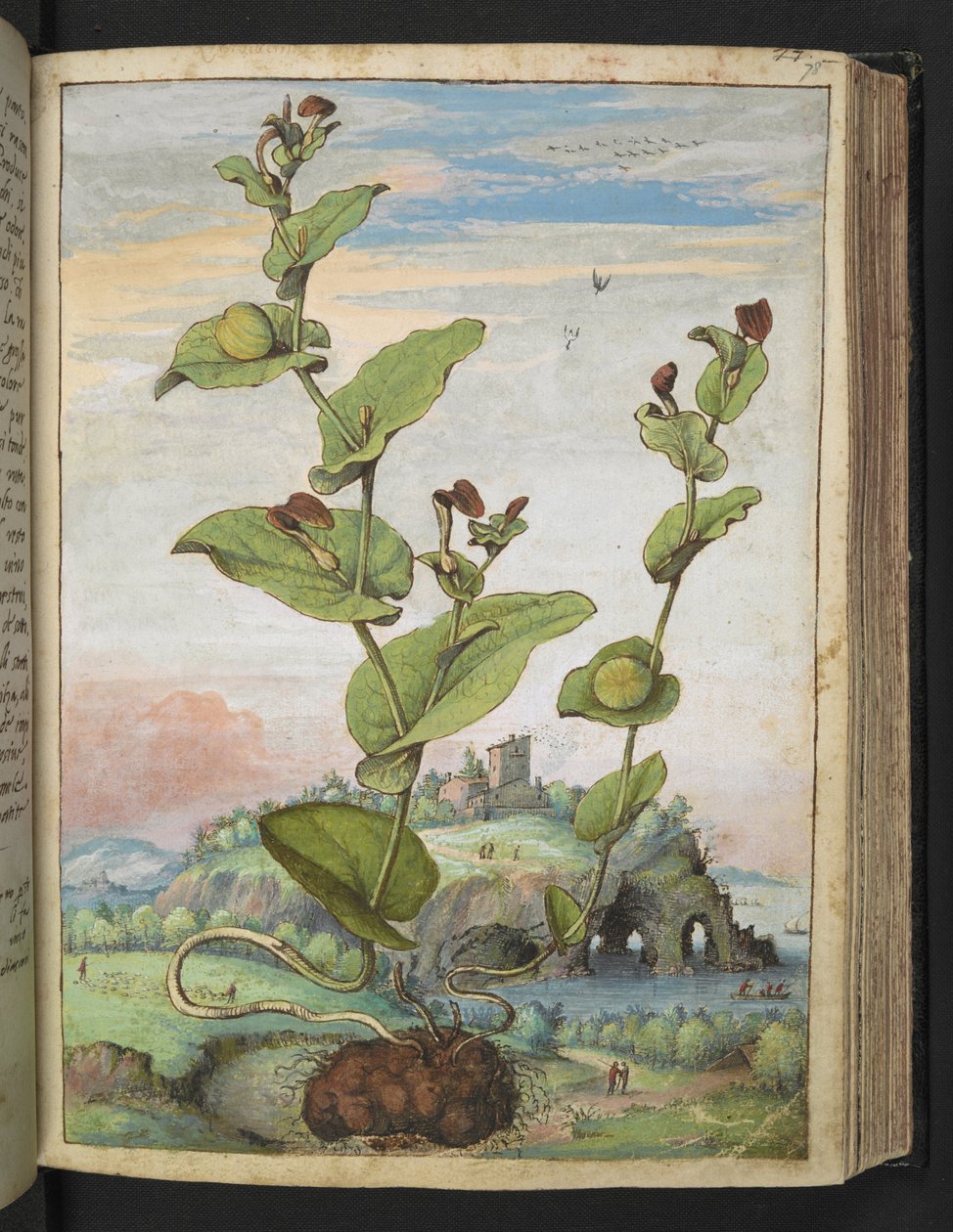 Aristolochia Rotunda: A Fruit Bearing Plant, from 