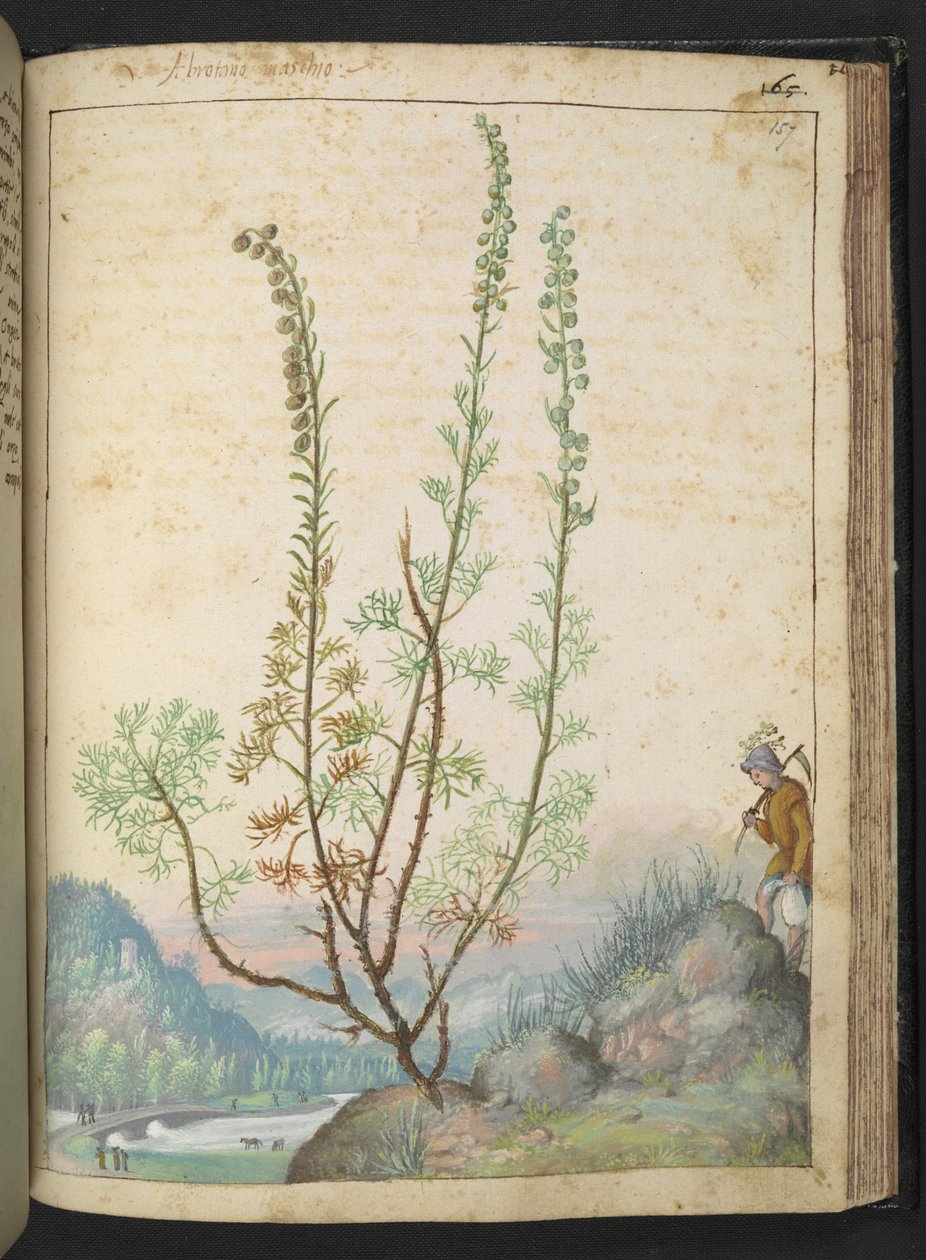 Artemisia abrotanum (southernwood), from 