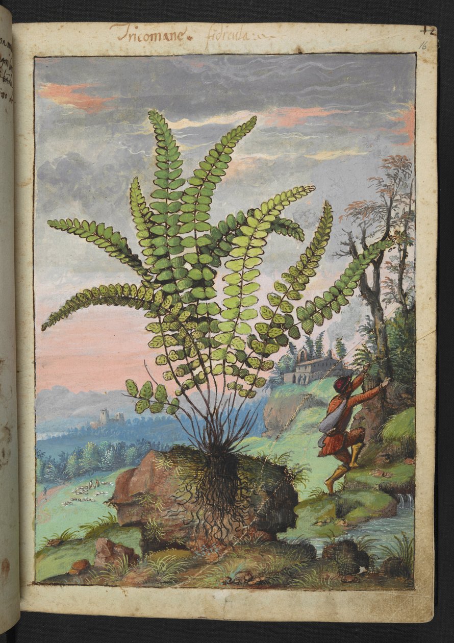 Asplenium trichomanes, from "Paintings of Flora of the Roman States" by Gherardo Cibo by Gherardo Cibo