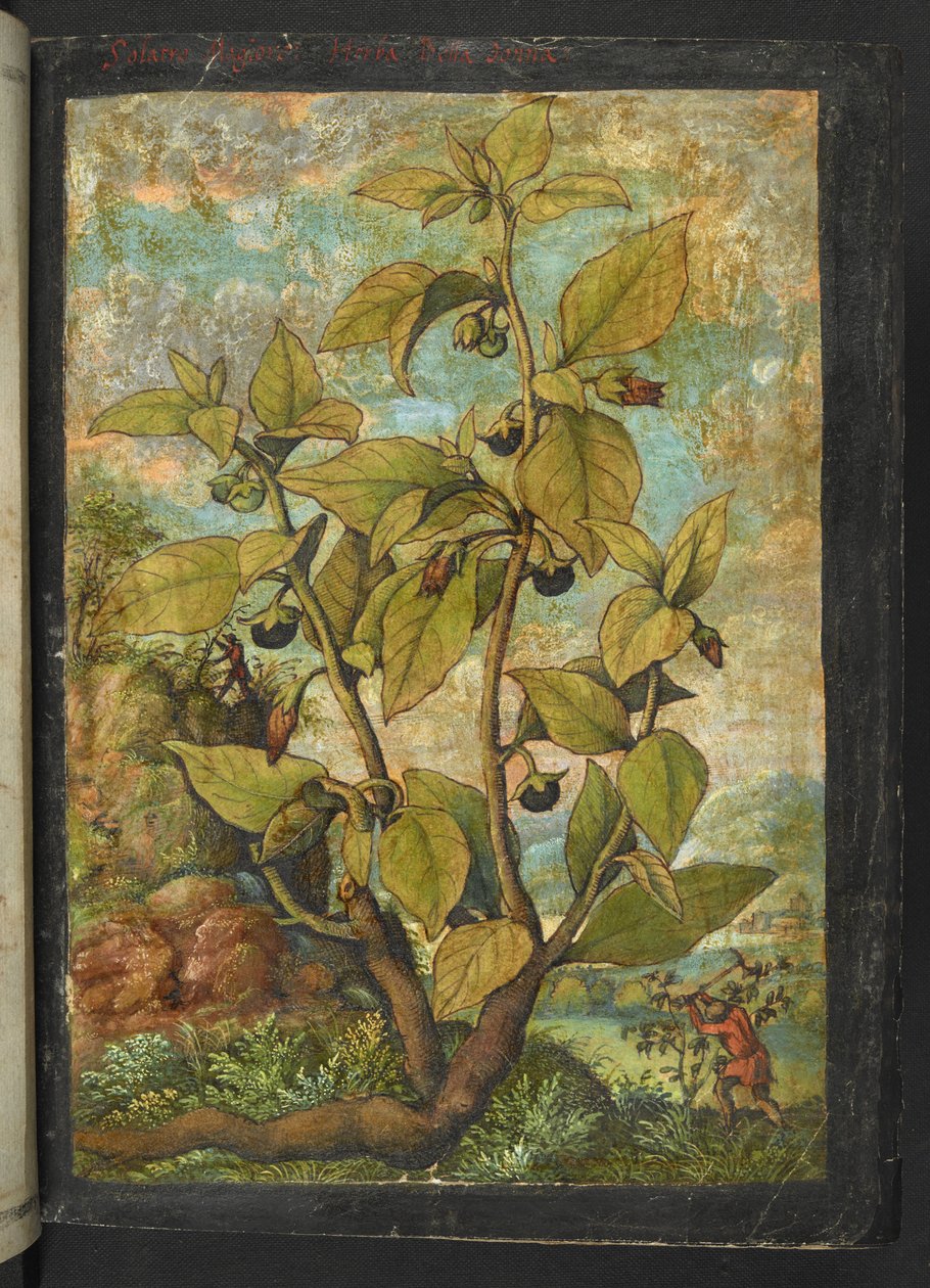 Atropa belladonna or Atropa bella-donna, from "Paintings of Flora of the Roman States" by Gherardo Cibo by Gherardo Cibo