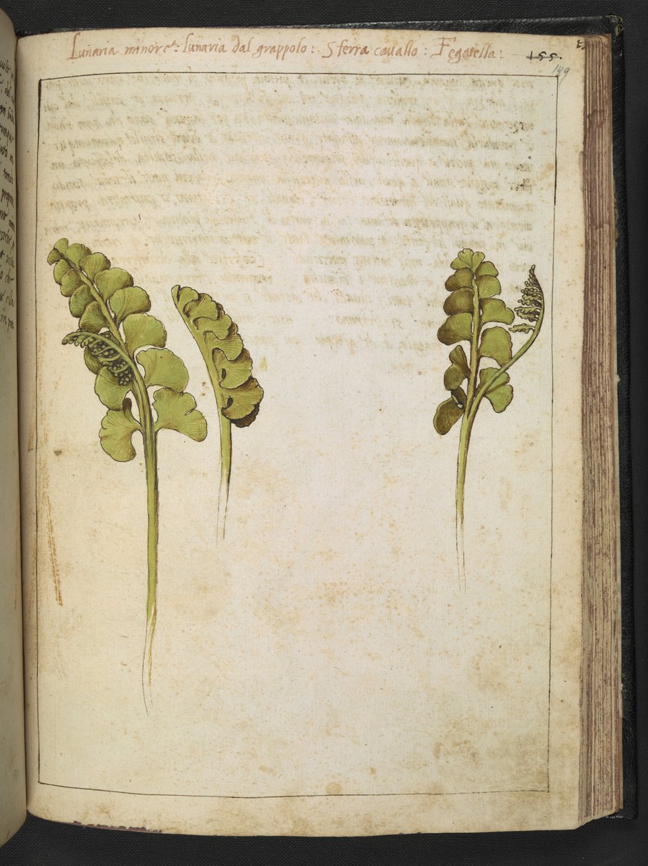 Botrychium lunaria (fern), from Paintings of Flora of the Roman States by Gherardo Cibo by Gherardo Cibo