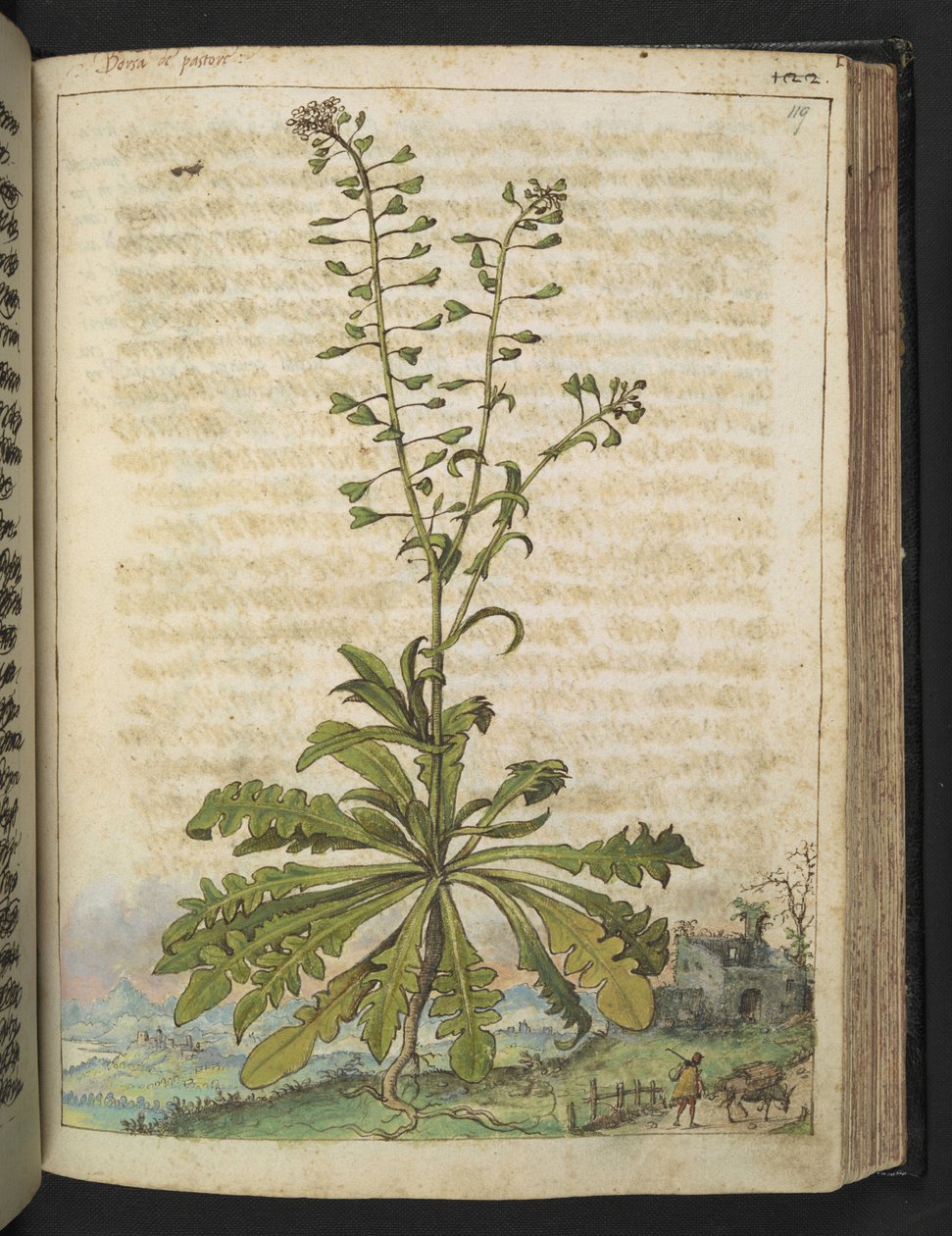 Capsella bursa-pastoris, from 
