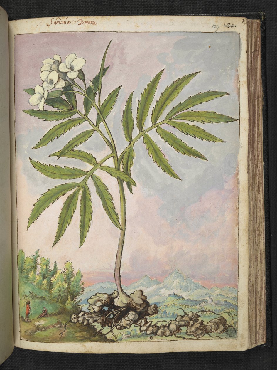 Cardamine heptaphylla, from 