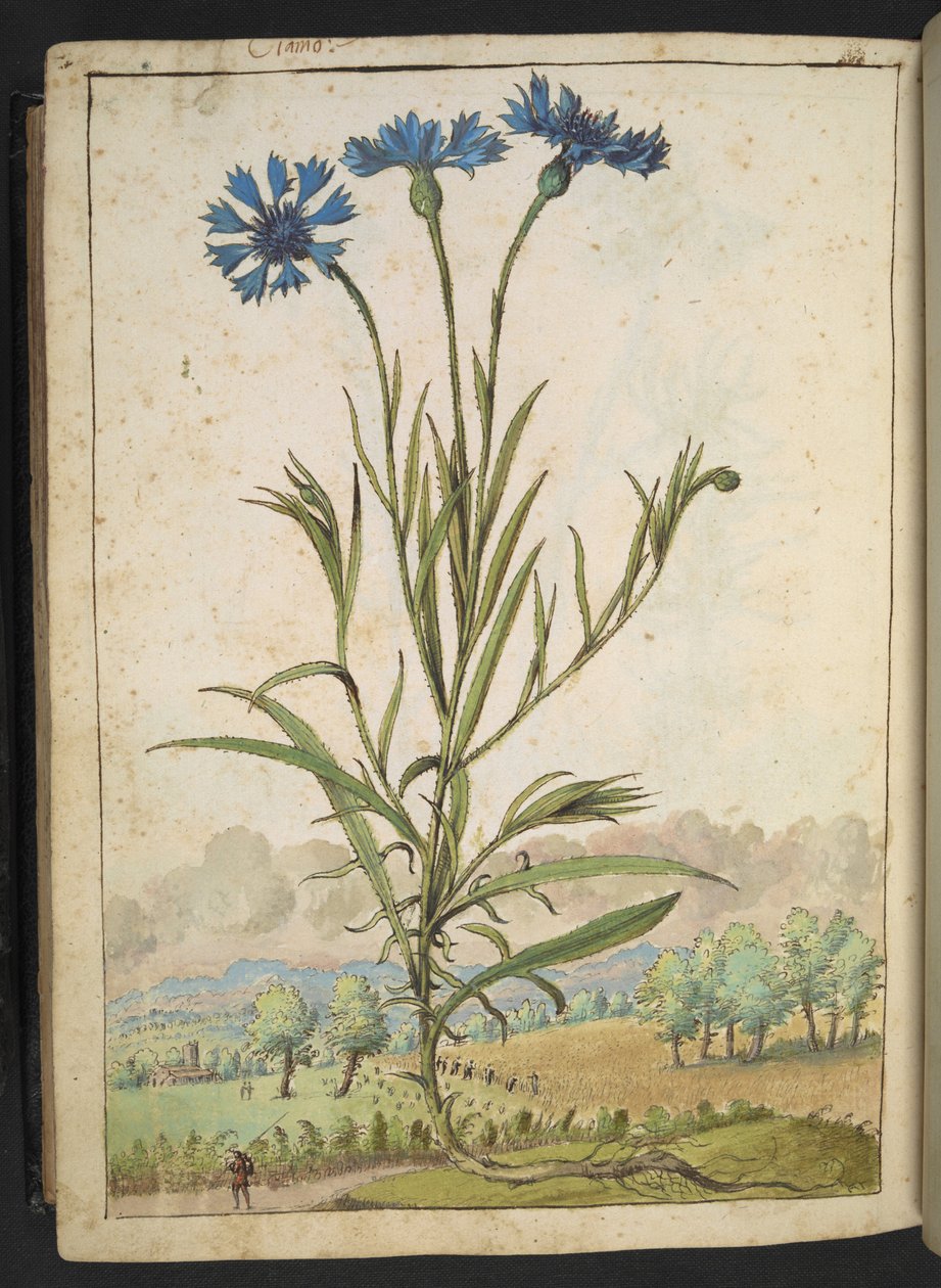Centaurea cyanus: A flower with blue petals, from "Paintings of Flora of the Roman States" by Gherardo Cibo by Gherardo Cibo