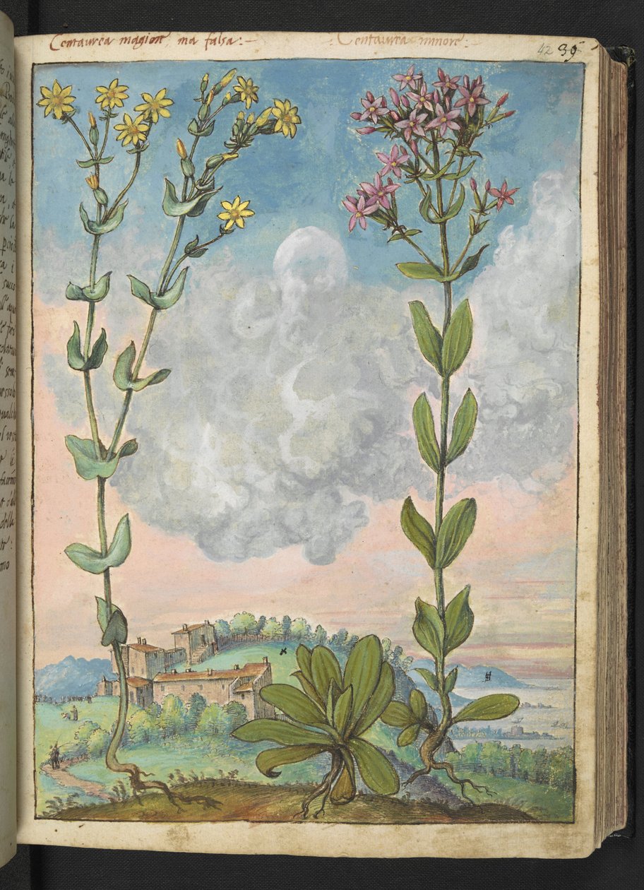 Centaurium erythraea, from 