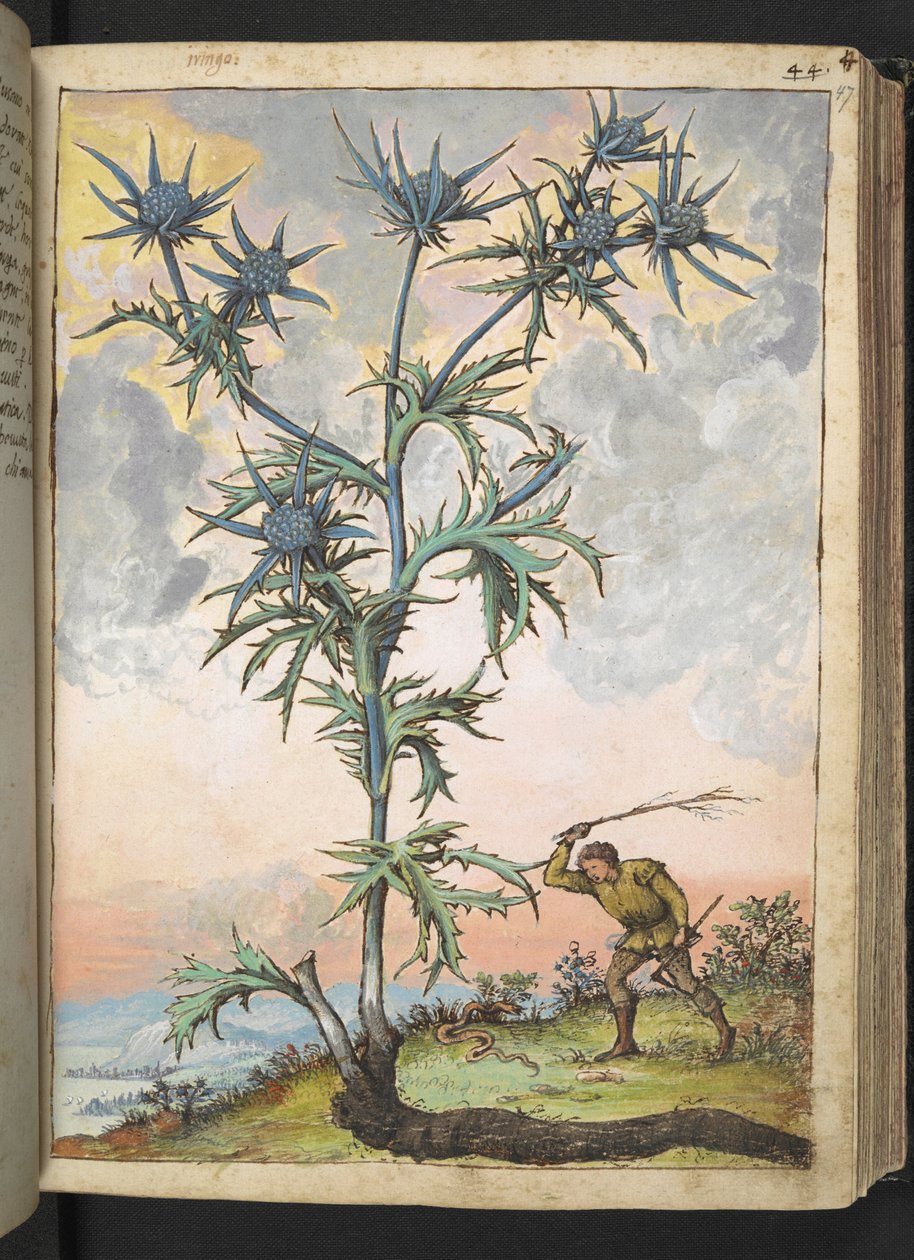 Eryngium maritimum, from "Paintings of Flora of the Roman States" by Gherardo Cibo by Gherardo Cibo