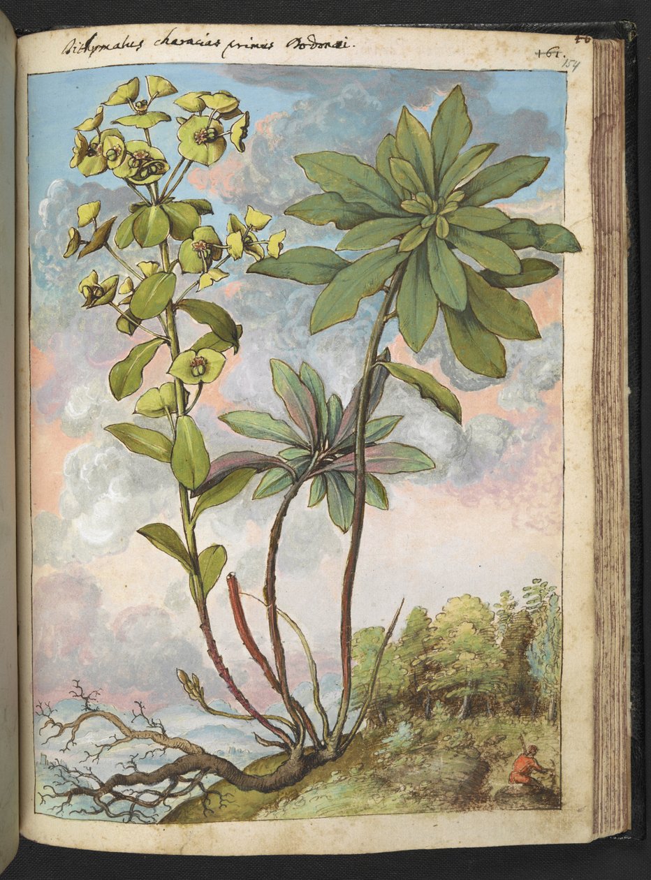Euphorbia amygdaloises or Euphorbia characias, from Paintings of Flora of the Roman States by Gherardo Cibo by Gherardo Cibo