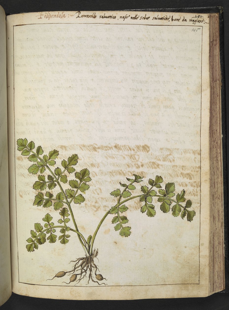 Filipendula, from Paintings of Flora of the Roman States by Gherardo Cibo by Gherardo Cibo