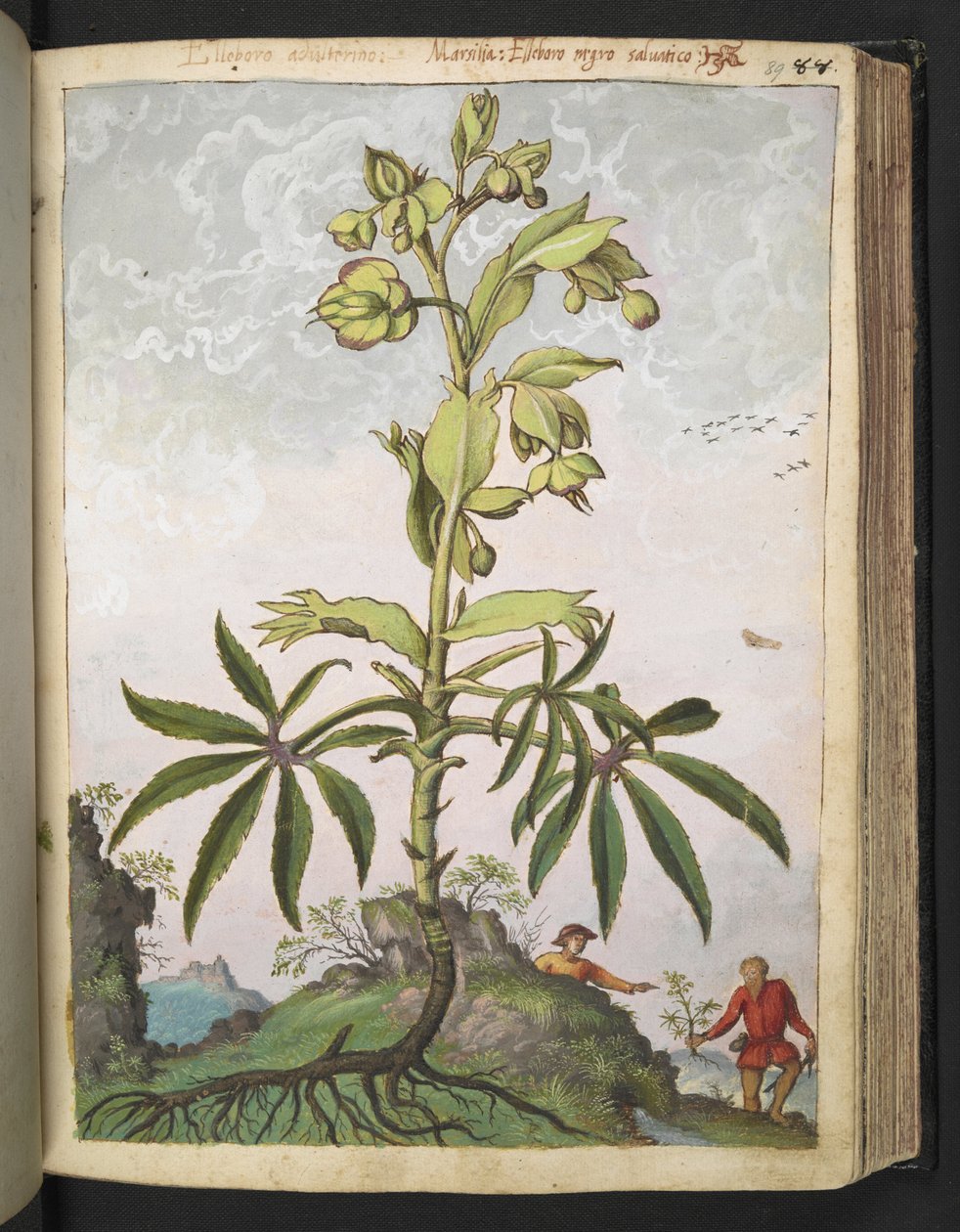 Helleborus foetidus, from "Paintings of Flora of the Roman States" by Gherardo Cibo by Gherardo Cibo