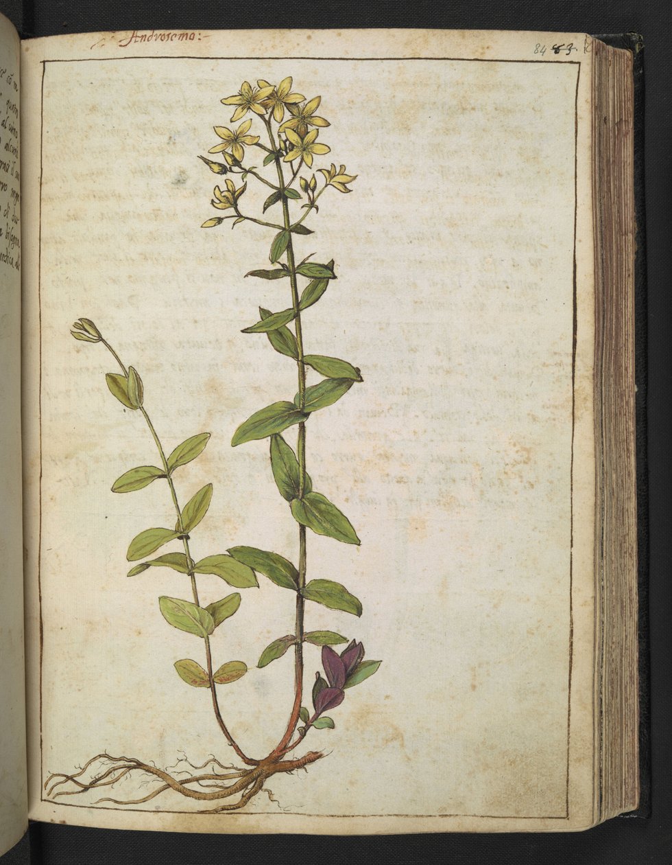 Hypericum perfoliatum, from 