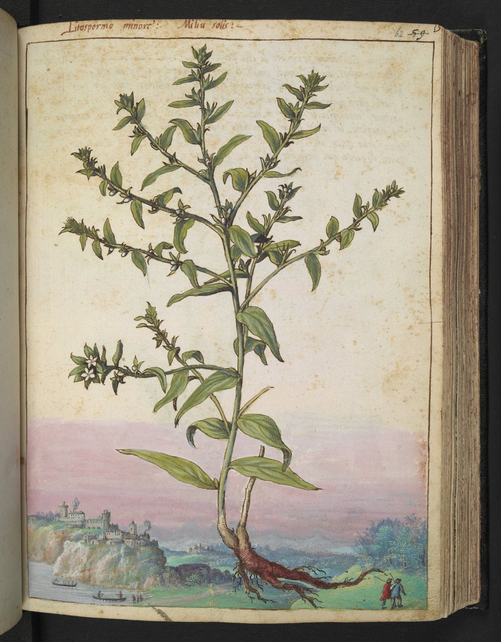 Lithospermum officinale, from 