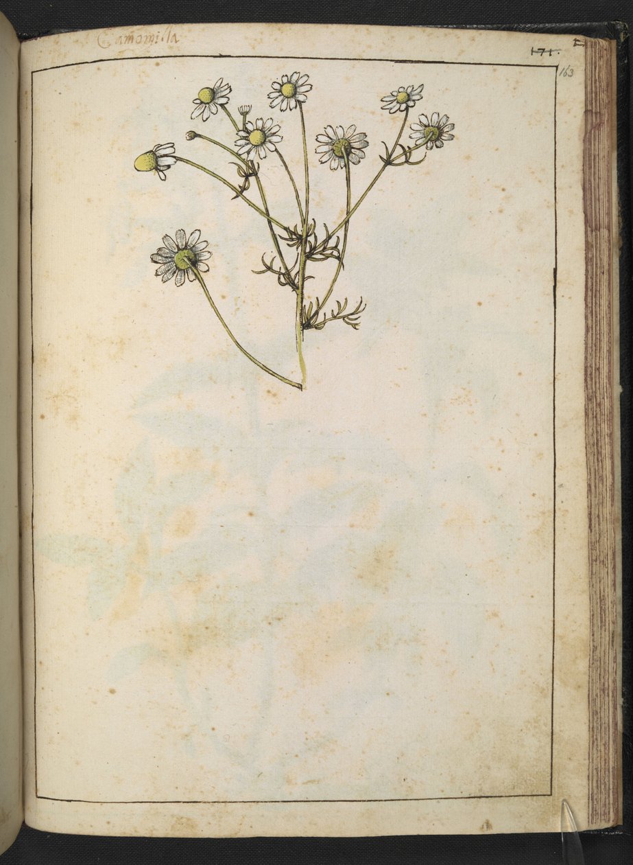 Matricaria chamomilla (Camomile), from "Paintings of Flora of the Roman States" by Gherardo Cibo by Gherardo Cibo