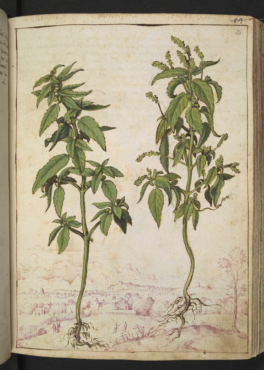 Mercurialis annua, from Paintings of Flora of the Roman States by Gherardo Cibo by Gherardo Cibo