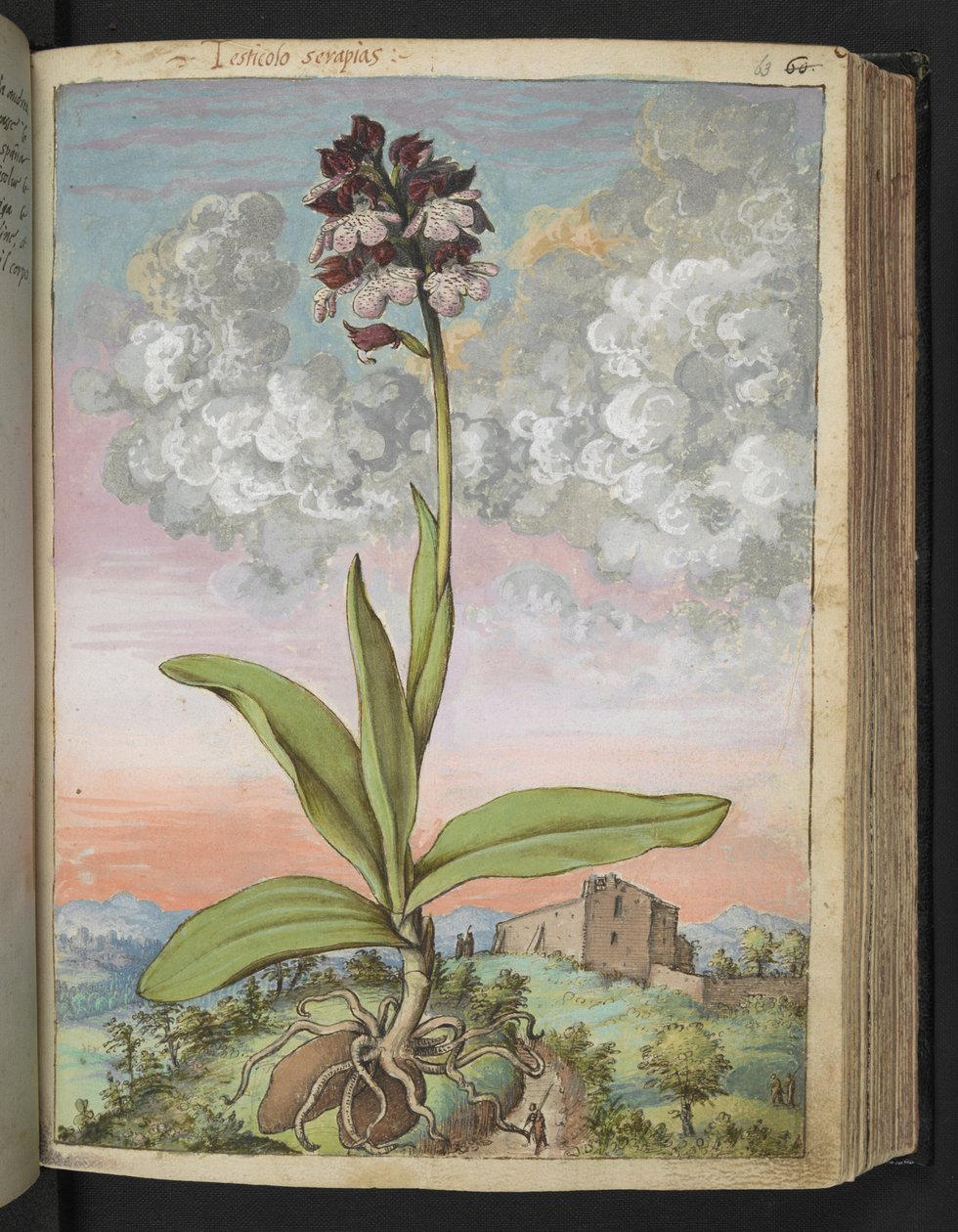 Orchis serapias, from 