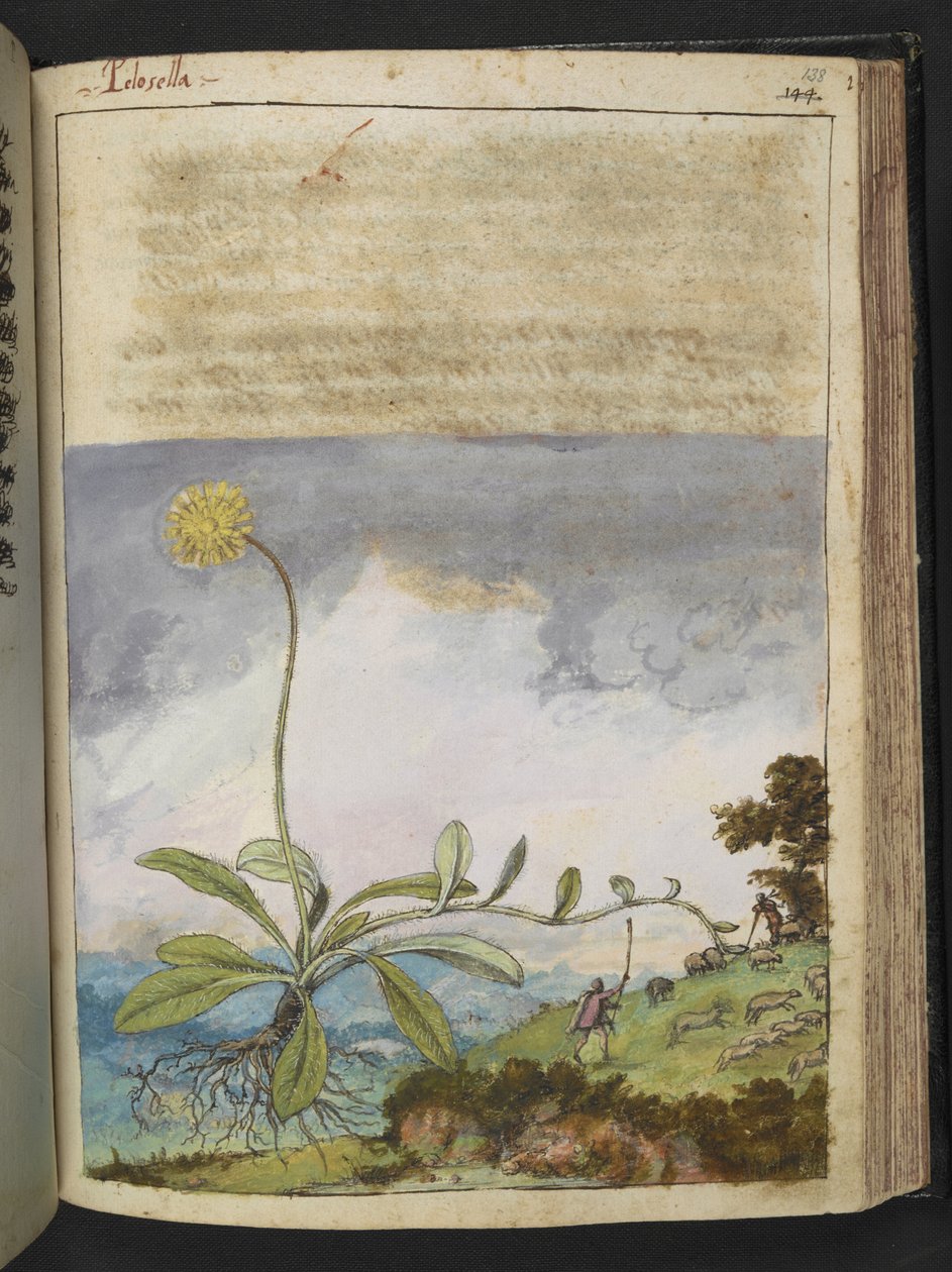 Pilosella officinarum, from 
