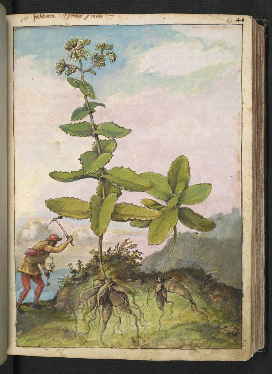 Sedum telephium, from "Paintings of Flora of the Roman States" by Gherardo Cibo by Gherardo Cibo